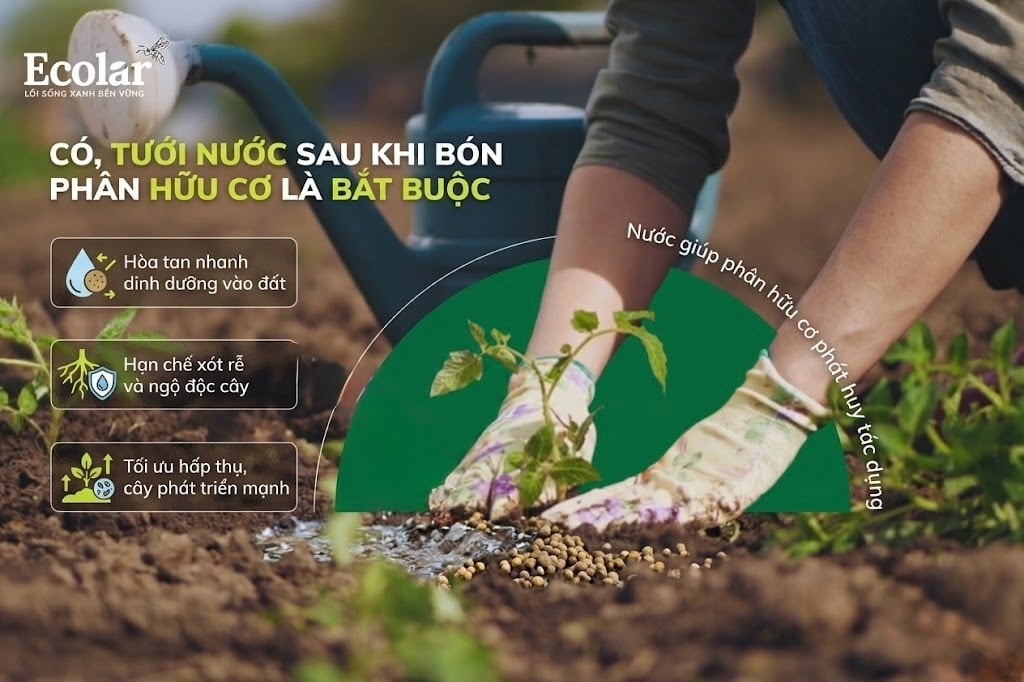 Câu Trả Lời Nhanh: CÓ, Tưới Nước Sau Khi Bón Phân Hữu Cơ Là BẮT BUỘC