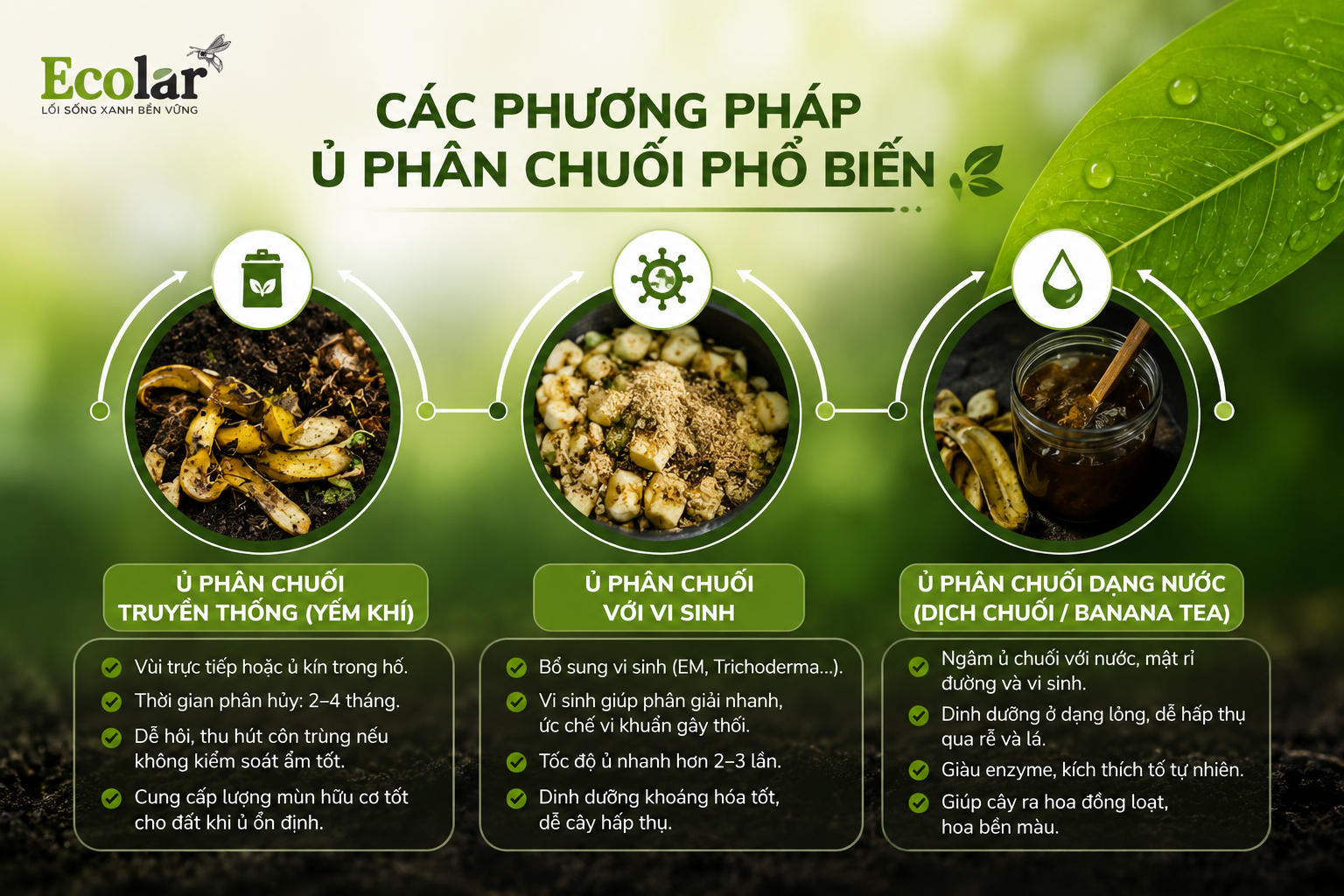 Các phương pháp ủ phân chuối phổ biến