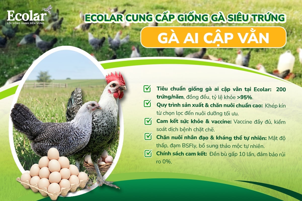 gà ai cập vằn siêu trứng
