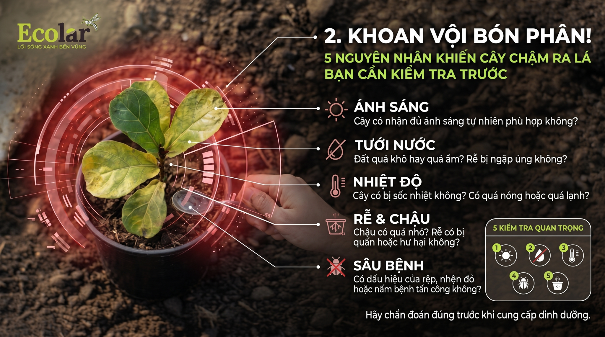 Khoan Vội Bón Phân! 5 Nguyên Nhân Khiến Cây Chậm Ra Lá Bạn Cần Kiểm Tra Trước