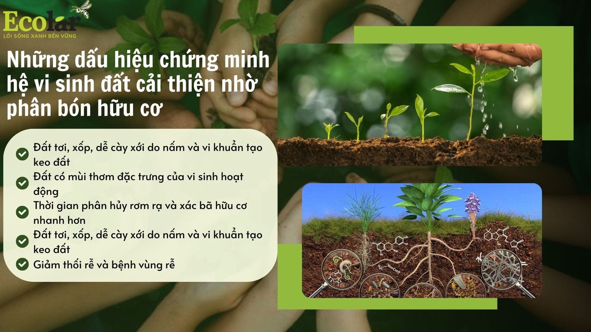 Những dấu hiệu chứng minh hệ vi sinh đất cải thiện nhờ phân bón hữu cơ
