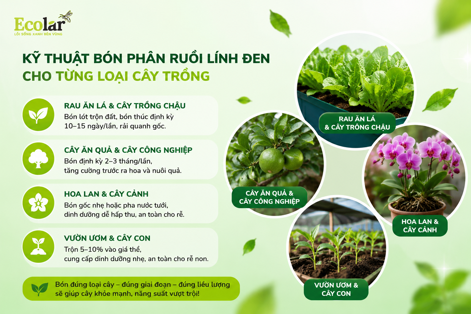 Tại Sao Bón Phân Ruồi Lính Đen 'Đúng Cách' Lại Quan Trọng Hơn Bạn Nghĩ?