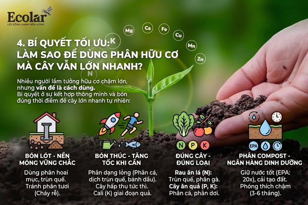 Bí Quyết Tối Ưu: Làm Sao Để Dùng Phân Hữu Cơ Mà Cây Vẫn Lớn Nhanh?