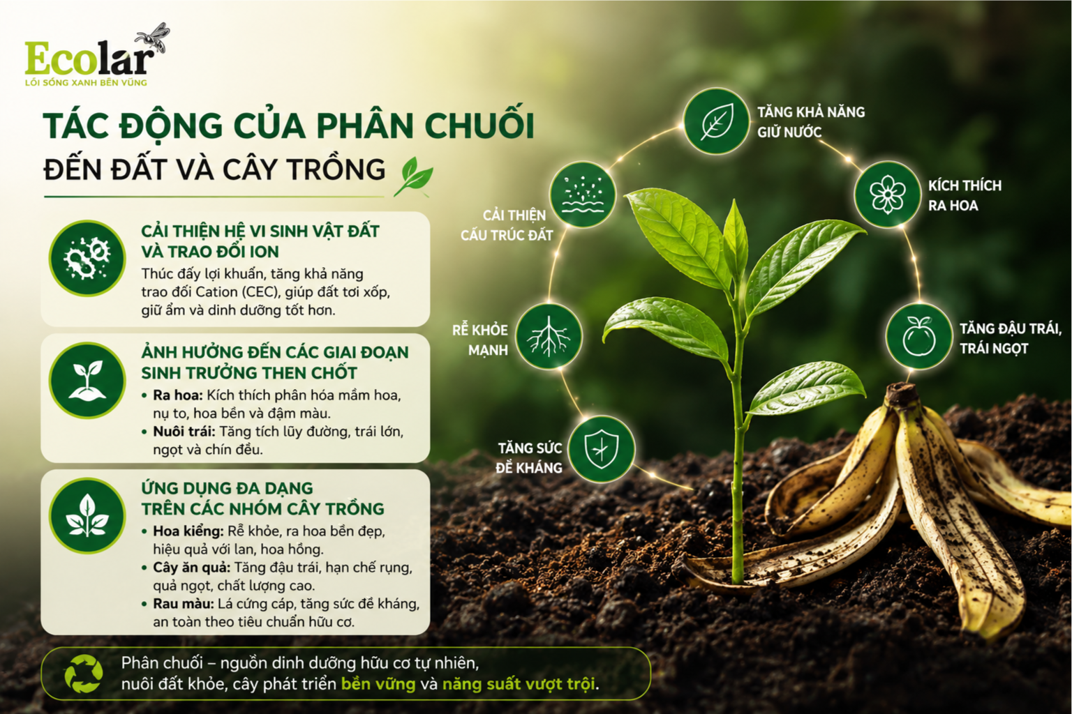 Tác động của phân chuối đến đất và cây trồng