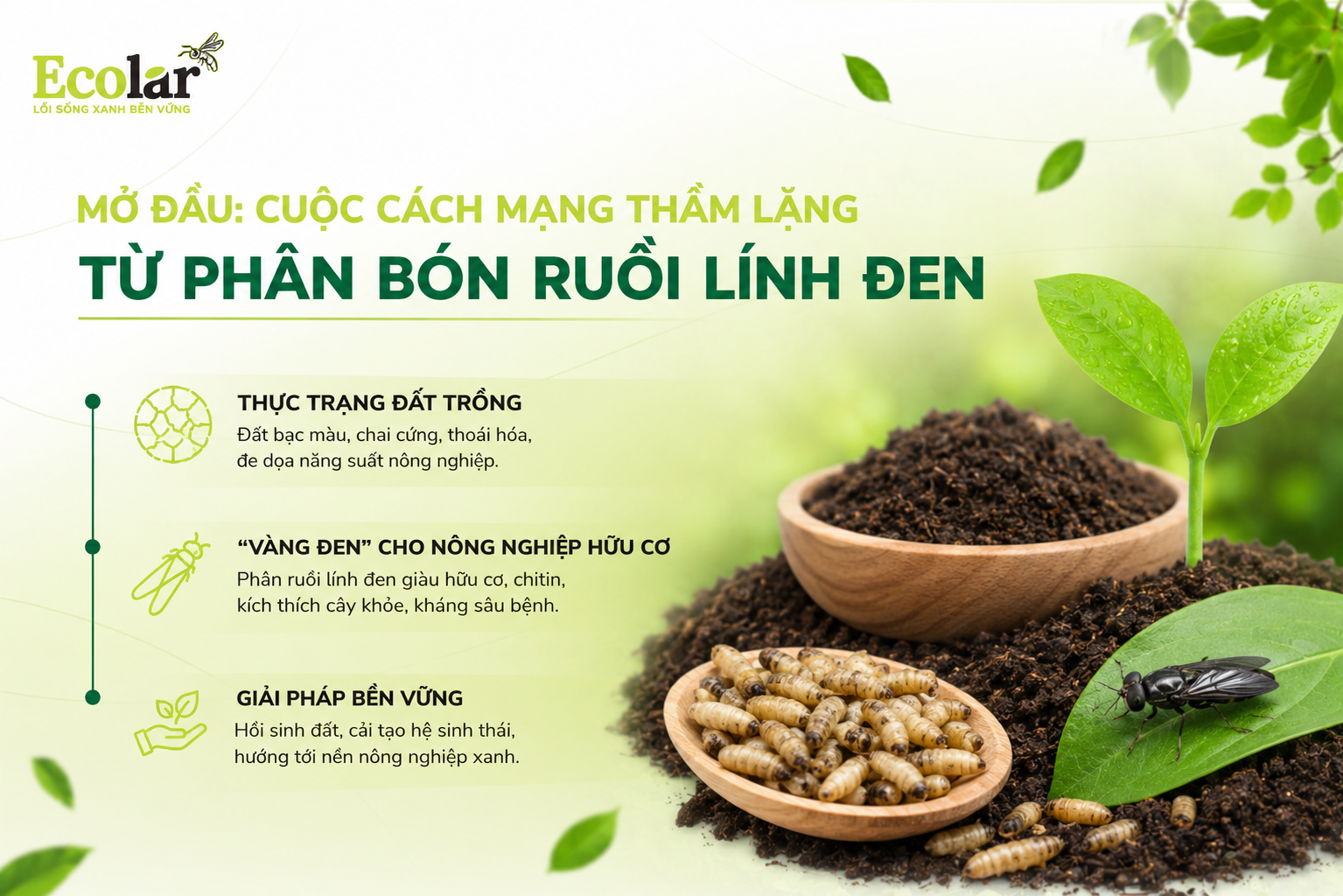 Mở Đầu: Cuộc Cách Mạng Thầm Lặng Từ Phân Bón Ruồi Lính Đen