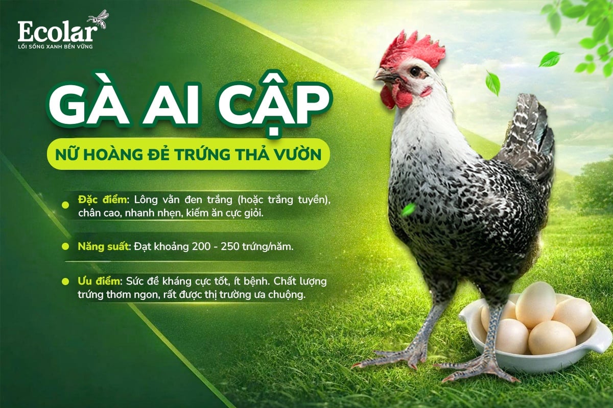 gà ai cập