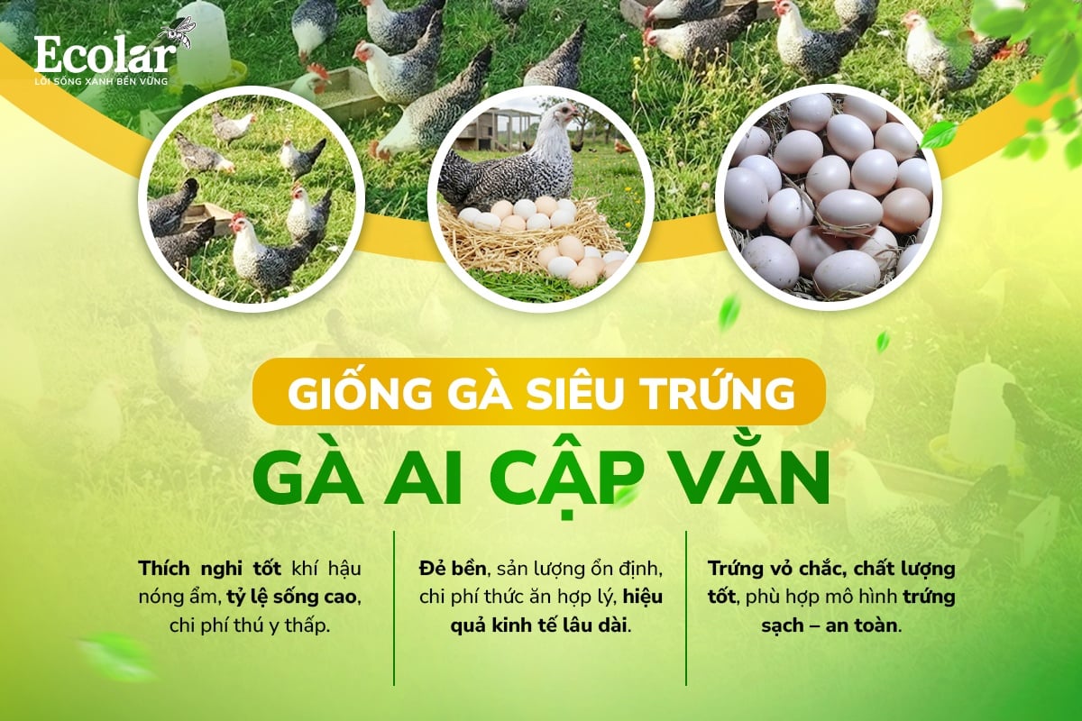 gà ai cập vằn siêu trứng