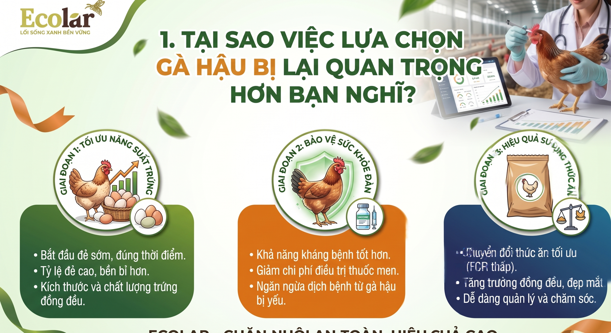 Tại Sao Việc Lựa Chọn Gà Hậu Bị Lại Quan Trọng Hơn Bạn Nghĩ?