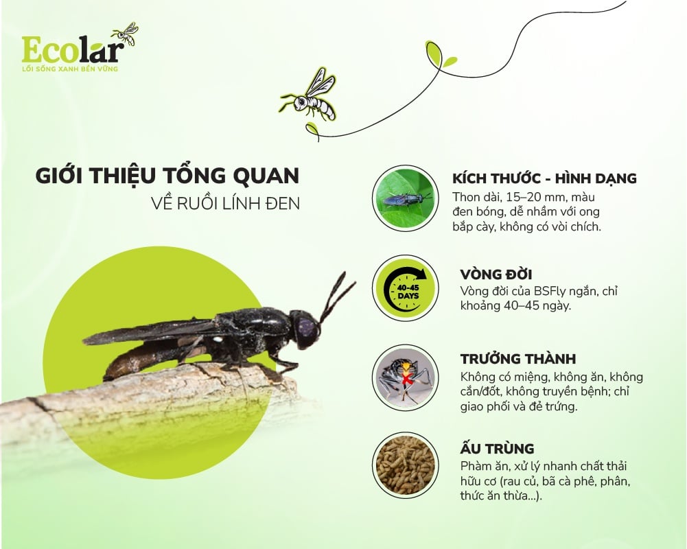 Giới thiệu tổng quan về ruồi lính đen