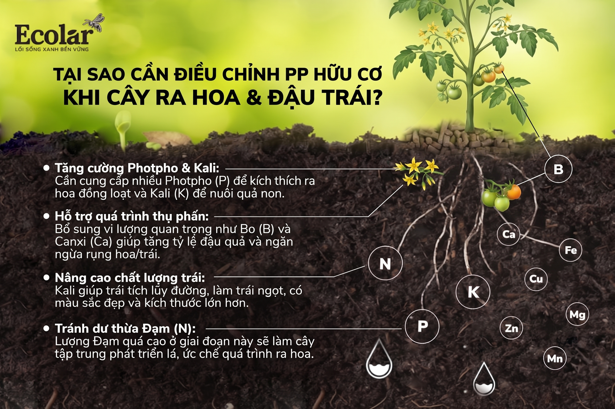 Tại sao cần điều chỉnh phân hữu cơ khi cây ra hoa và đậu trái?