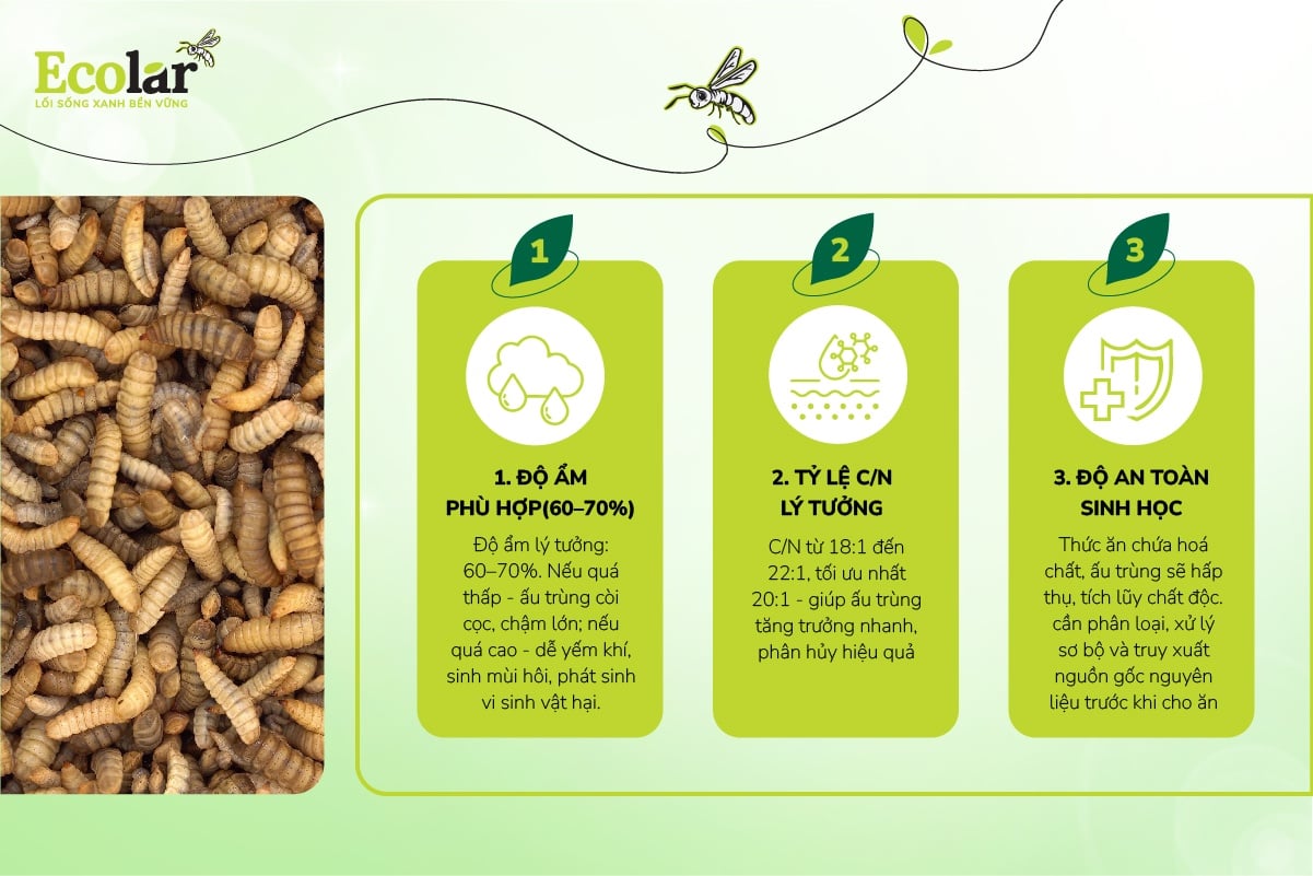 Tiêu chí lựa chọn thức ăn cho ấu trùng ruồi lính đen