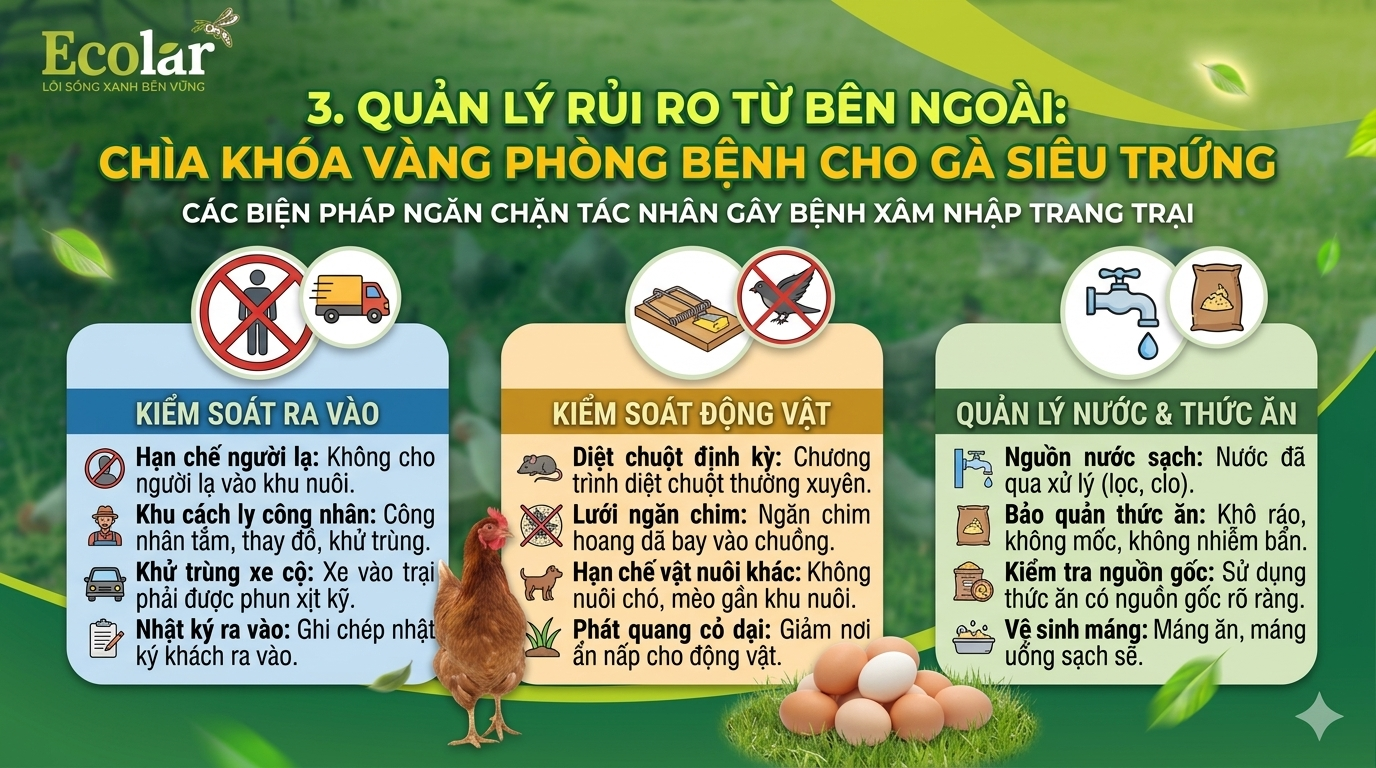 Chìa Khóa Vàng Phòng Bệnh Cho Gà Siêu Trứng