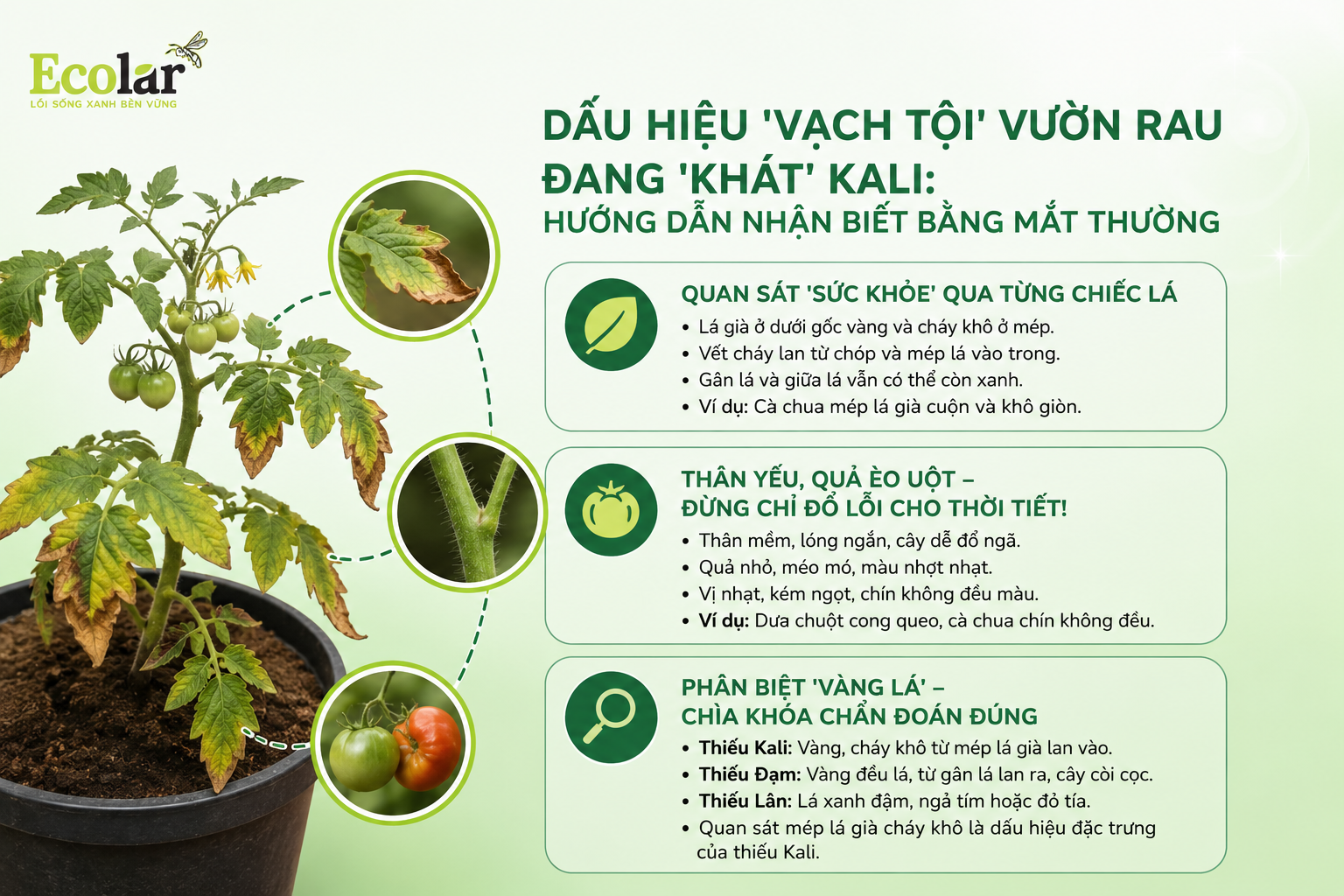Dấu Hiệu 'Vạch Tội' Vườn Rau Đang 'Khát' Kali: Hướng Dẫn Nhận Biết Bằng Mắt Thường