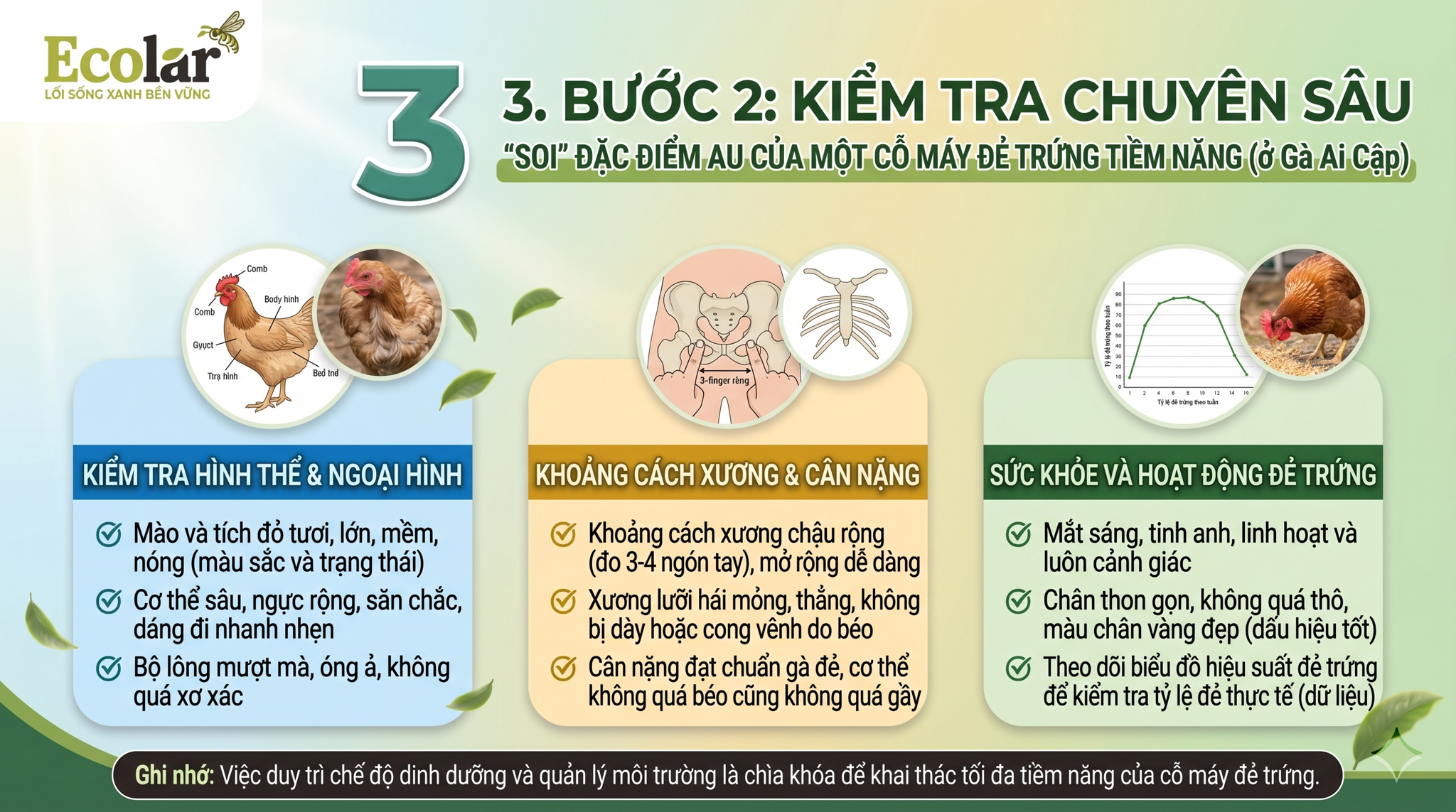 Kiểm Tra Chuyên Sâu - 'Soi' Đặc Điểm Của Một Cỗ Máy Đẻ Trứng Tiềm Năng