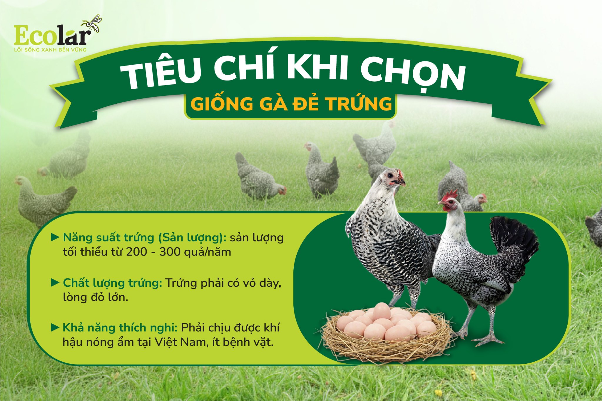 tiêu chí chọn gà