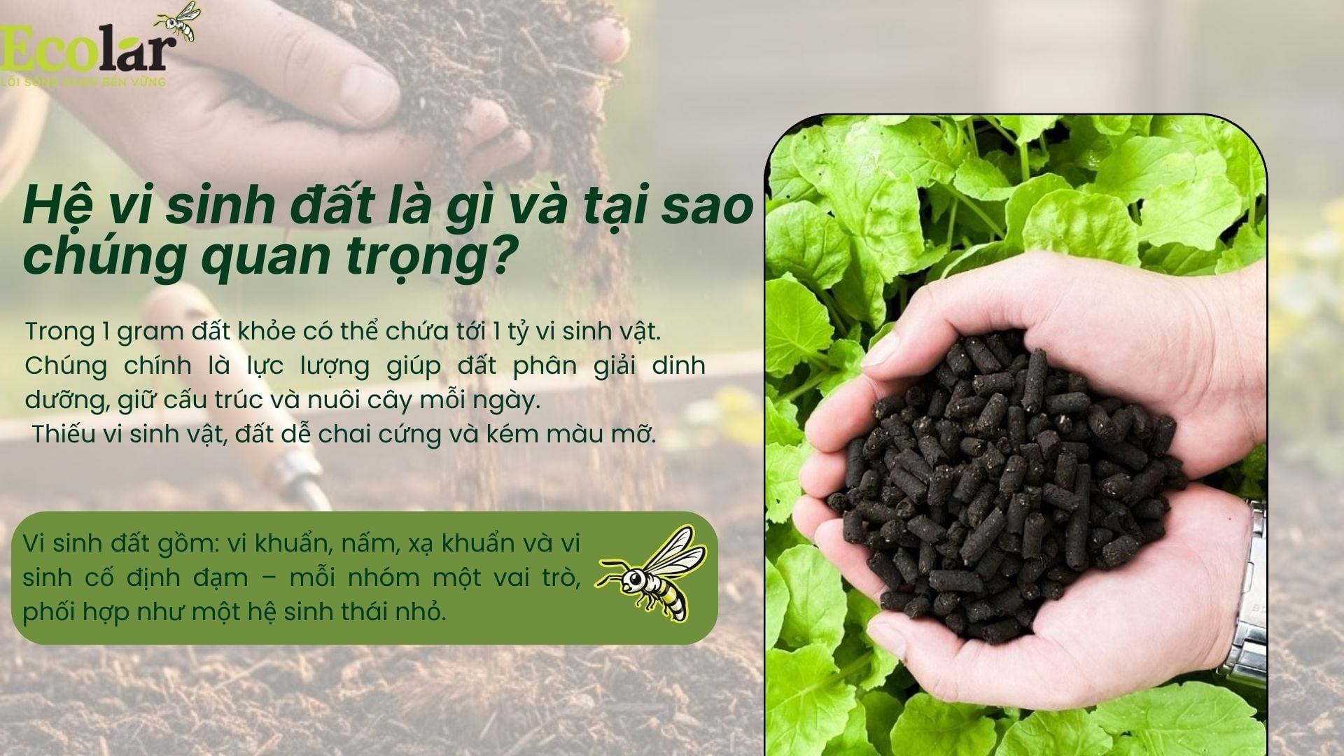 Hệ vi sinh đất là gì và tại sao chúng quan trọng?