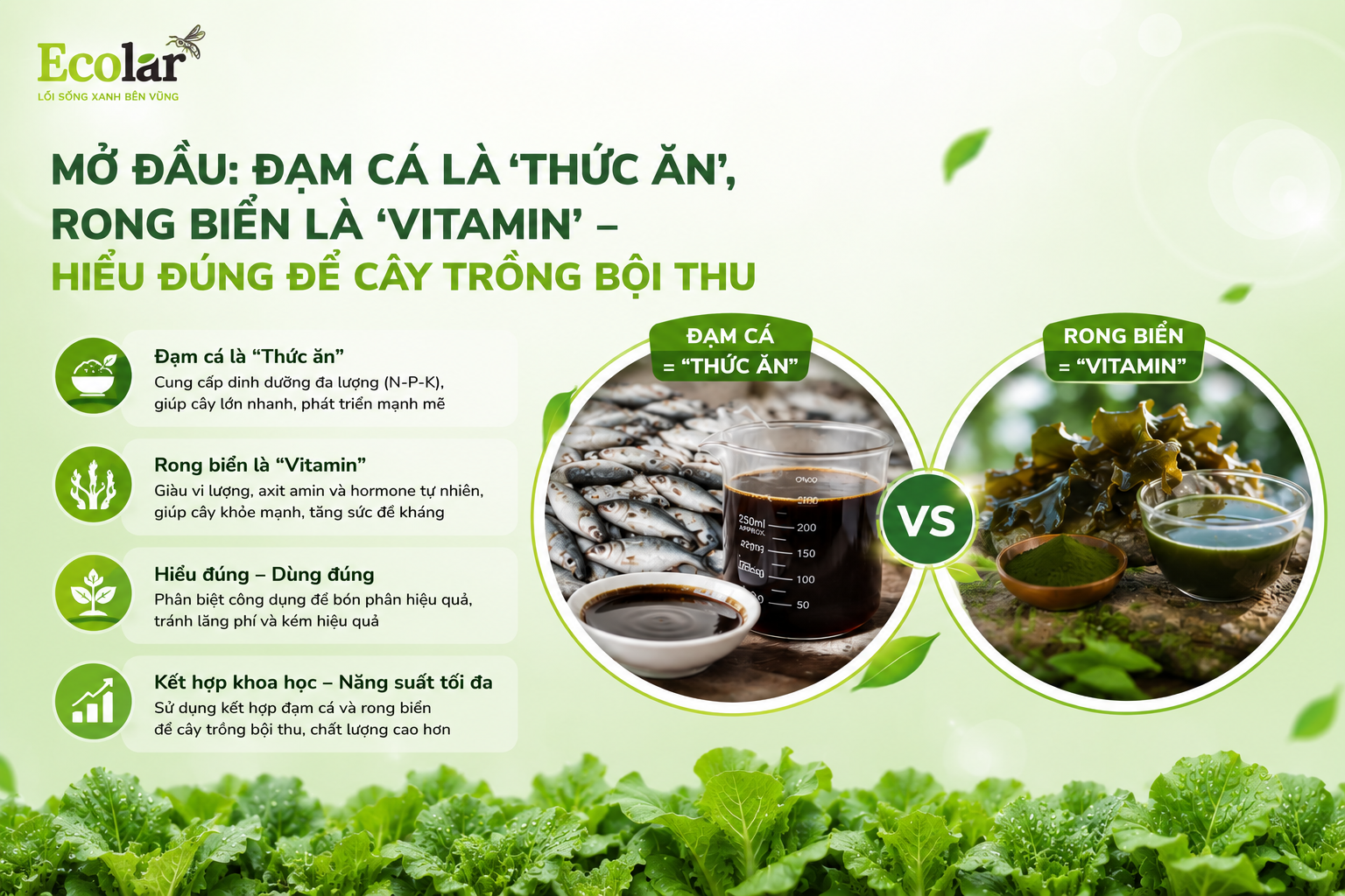 Mở đầu: Đạm cá là 'Thức Ăn', Rong biển là 'Vitamin' - Hiểu Đúng để Cây Trồng Bội Thu
