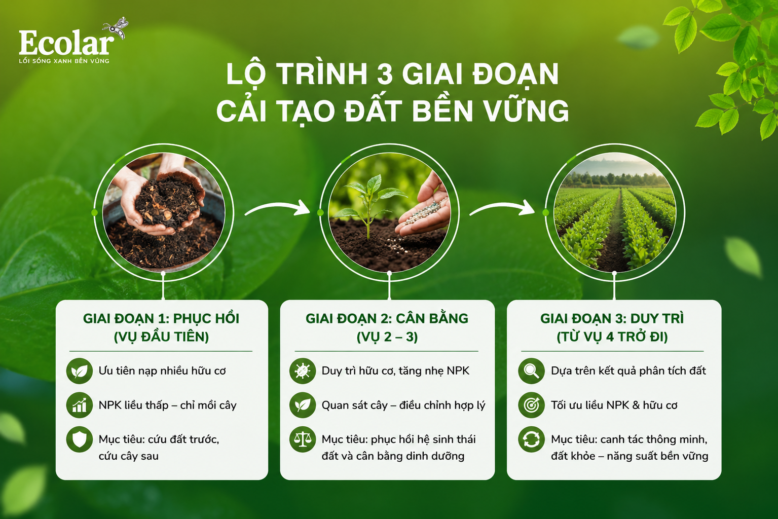 Công Thức Vàng: Cách Kết Hợp NPK và Hữu Cơ Để Đất 'Hồi Sinh'