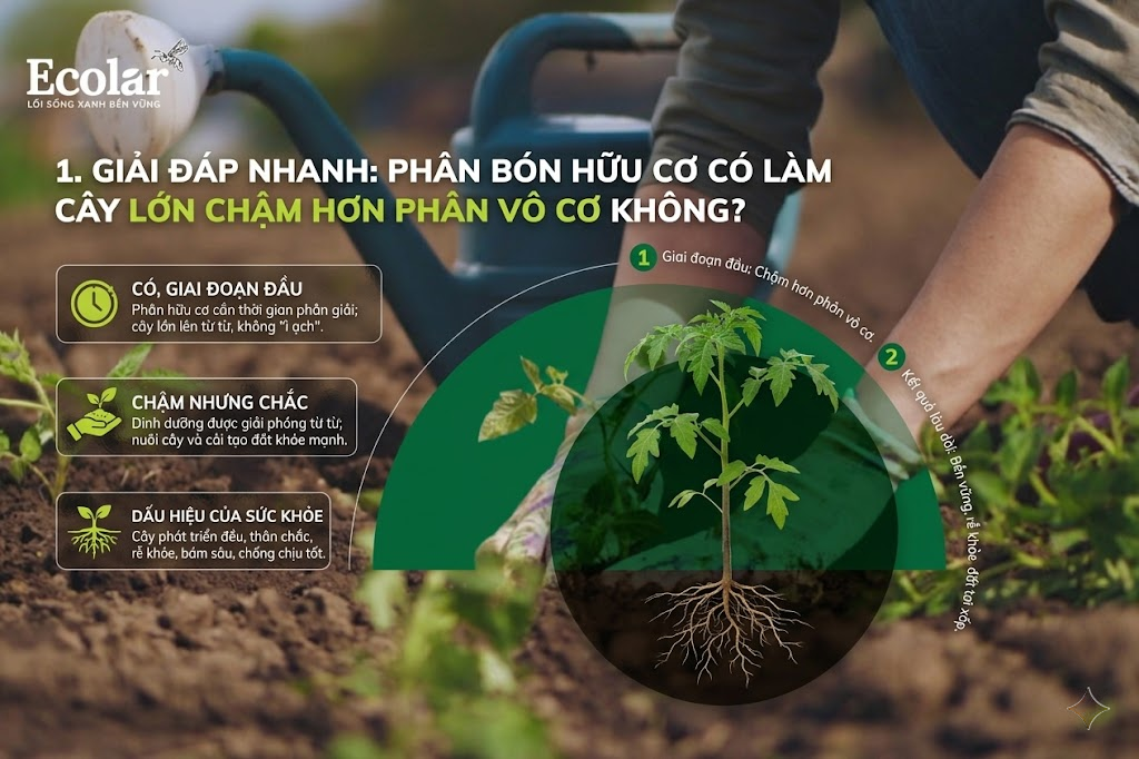 Giải Đáp Nhanh: Phân Bón Hữu Cơ Có Làm Cây Lớn Chậm Hơn Phân Vô Cơ Không?