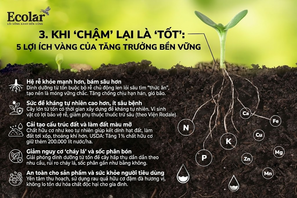 Khi 'Chậm' Lại Là 'Tốt': 5 Lợi Ích Vàng Của Tăng Trưởng Bền Vững
