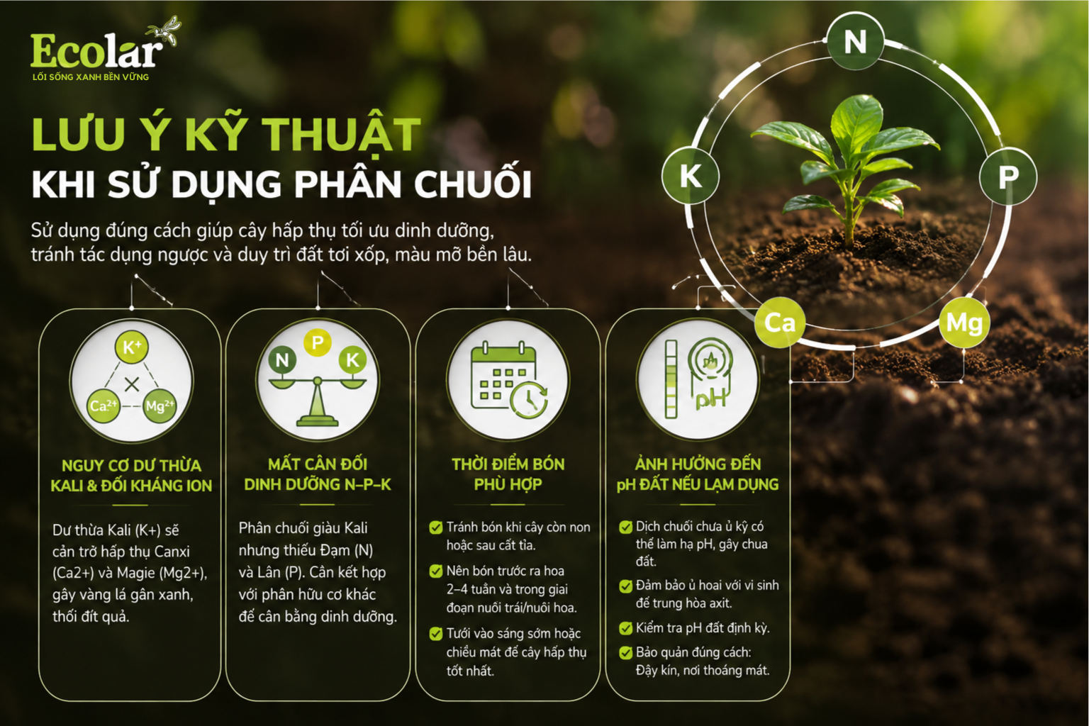 Lưu ý kỹ thuật khi sử dụng phân chuối