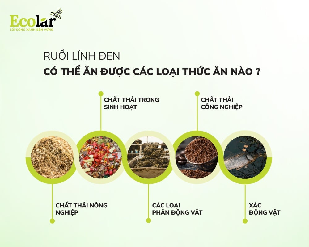 Ruồi lính đen có thể ăn được các loại thức ăn nào?
