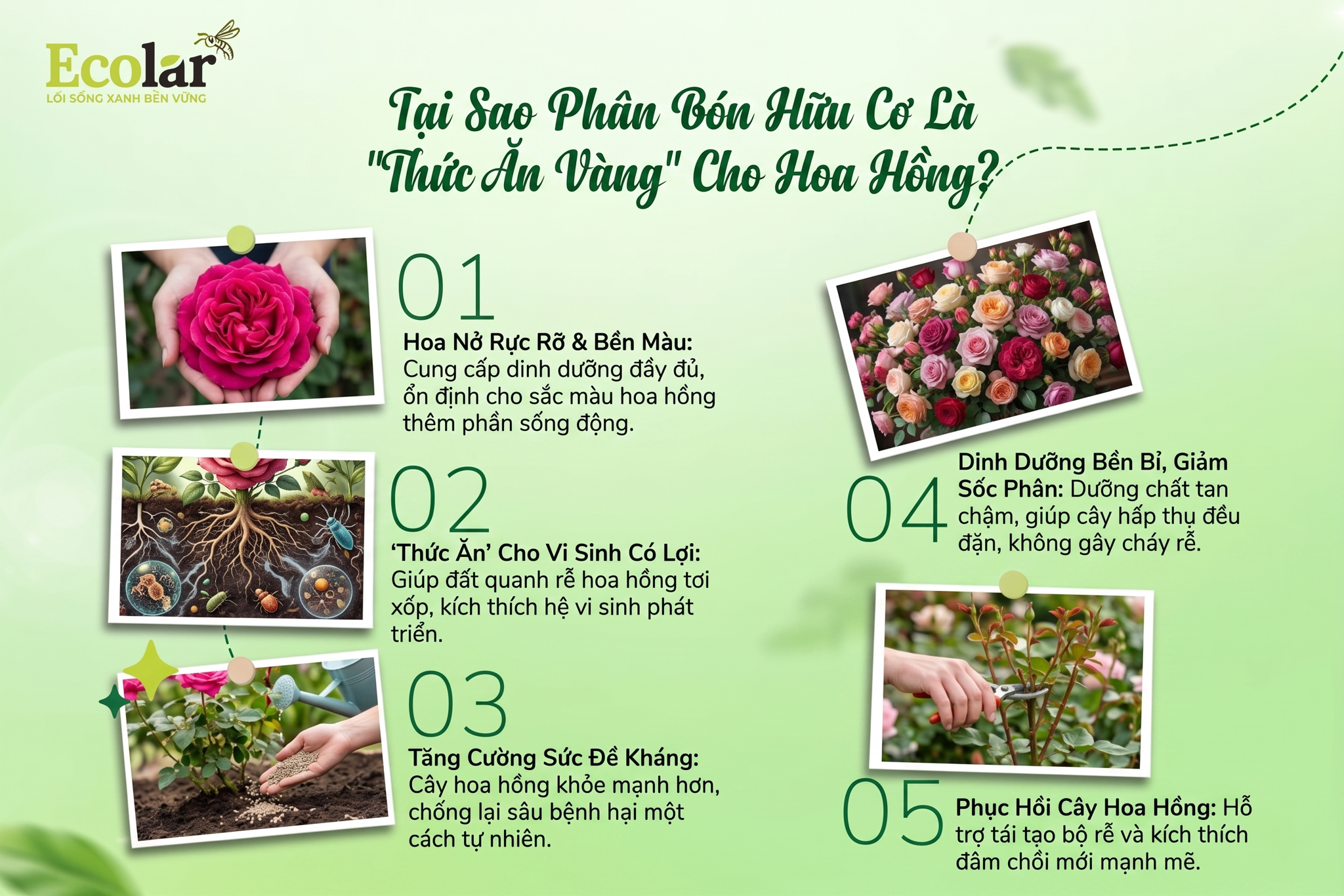 Tại Sao Phân Bón Hữu Cơ Là 'Thức Ăn Vàng' Cho Hoa Hồng?