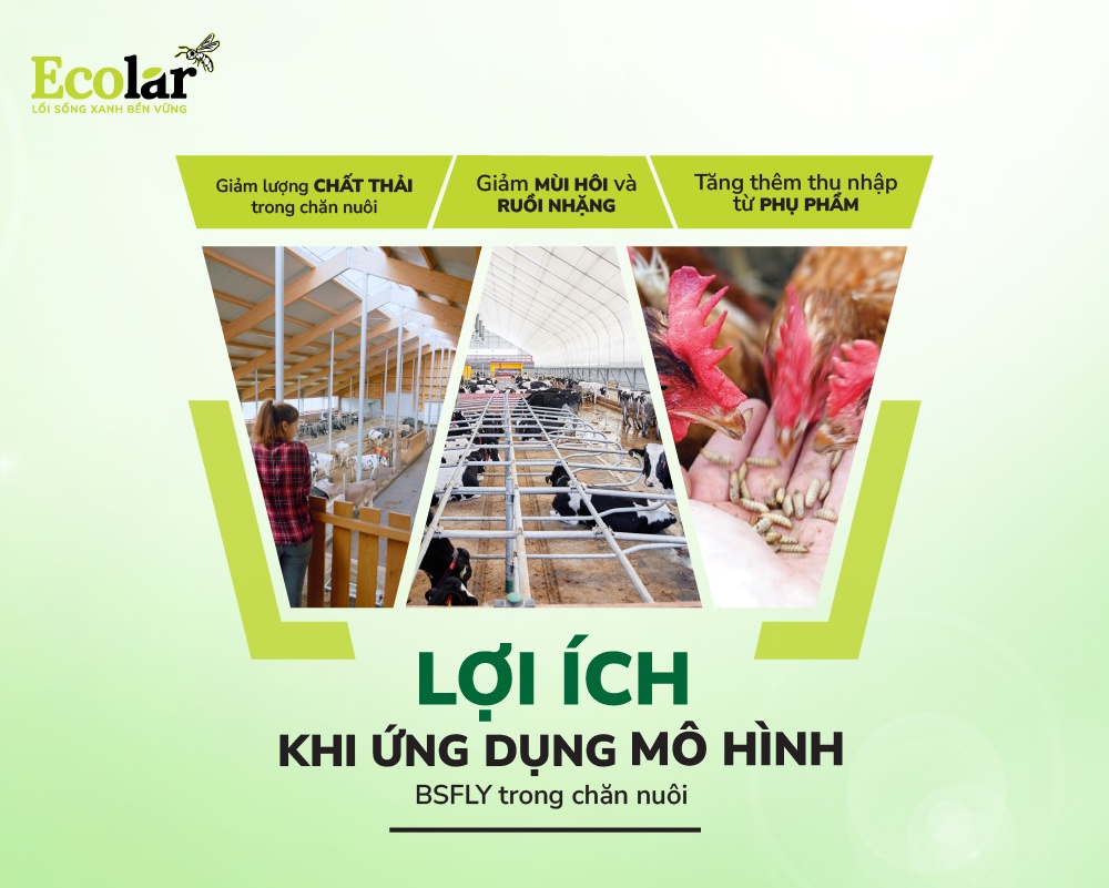 loi-ich-khi-ung-dung-mo-hinh-BSFLY-trong-chan-nuoi