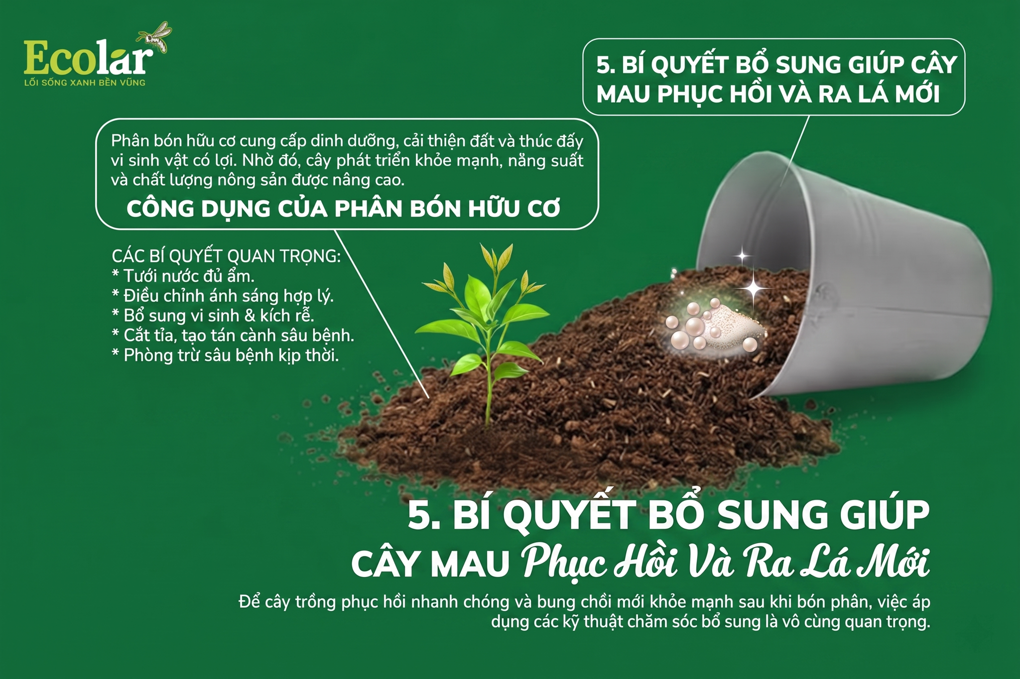 Bí Quyết Bổ Sung Giúp Cây Mau Phục Hồi Và Ra Lá Mới