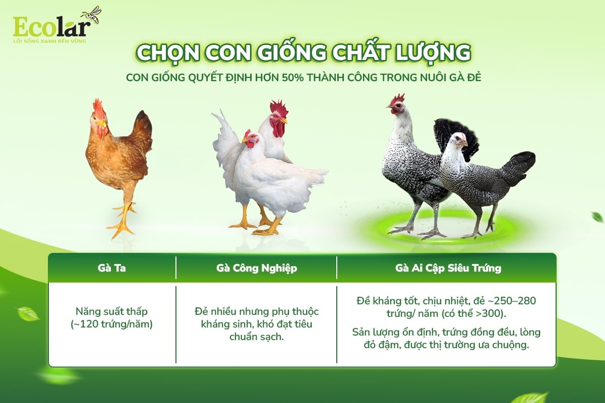 nuôi gà đẻ trứng