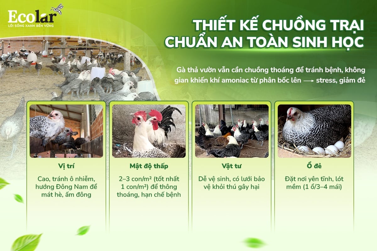 nuôi gà đẻ trứng
