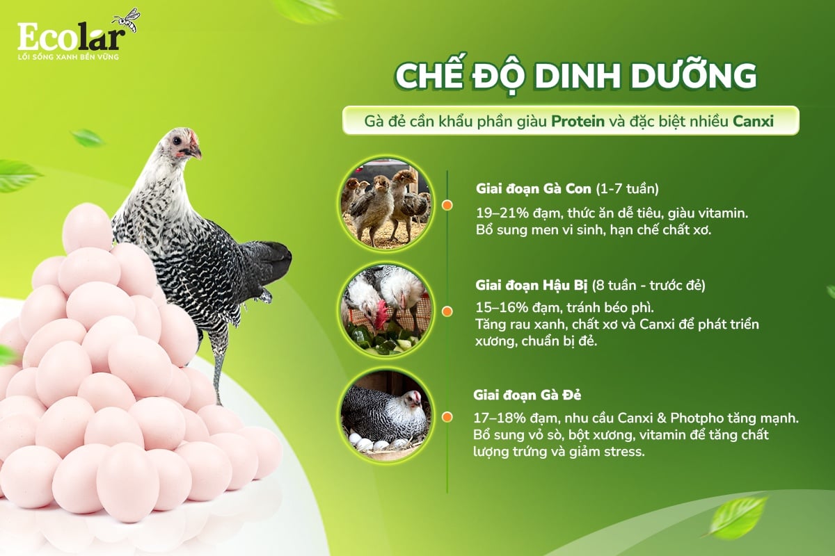 nuôi gà đẻ trứng