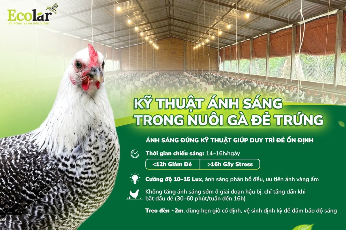 nuôi gà đẻ trứng