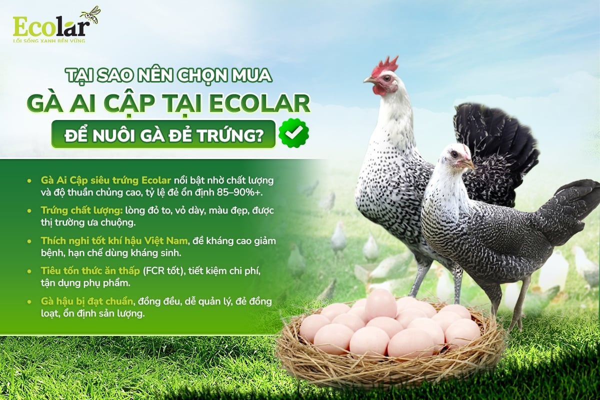 nuôi gà đẻ trứng