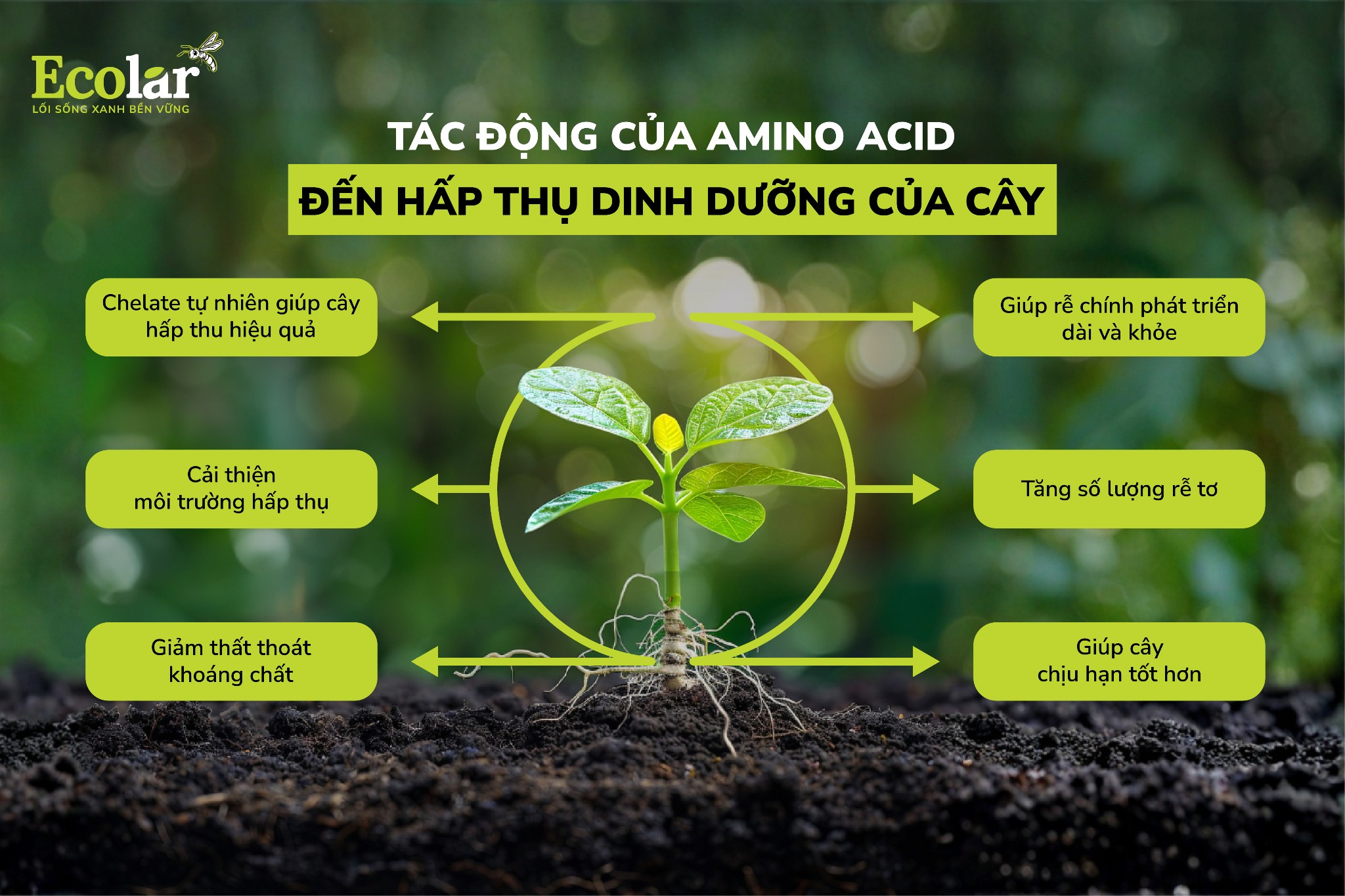 amino acid lên cây