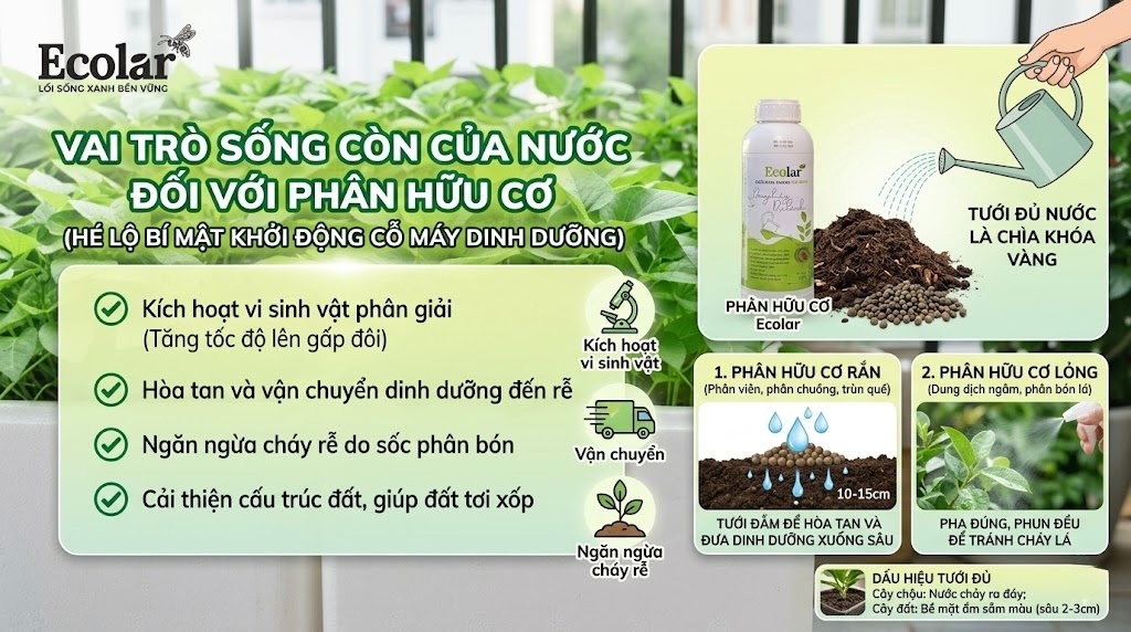 Giải Mã Vai Trò Sống Còn Của Nước Đối Với Phân Hữu Cơ