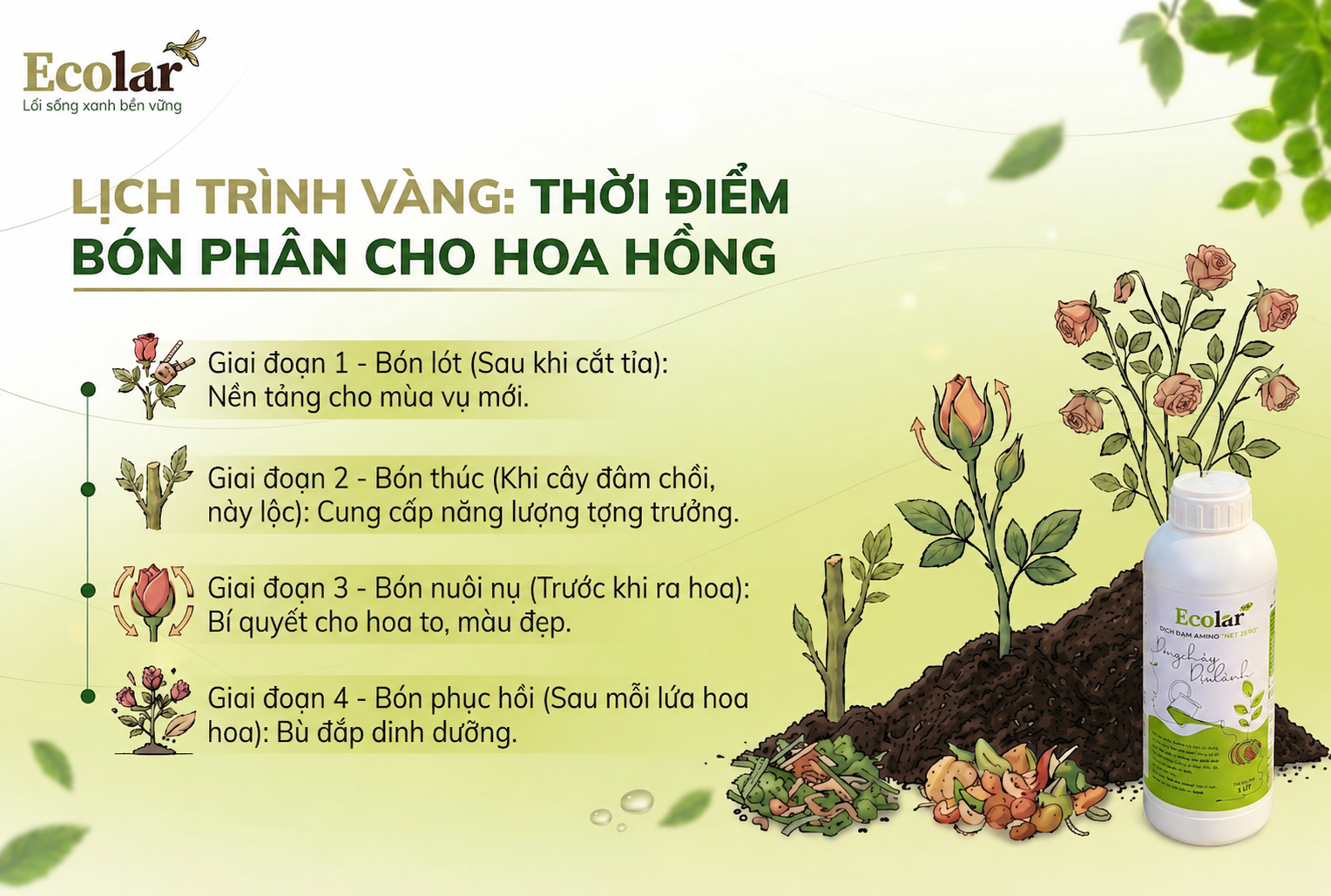 Lịch Trình Vàng: Thời Điểm Bón Phân Cho Hoa Hồng Theo Từng Giai Đoạn