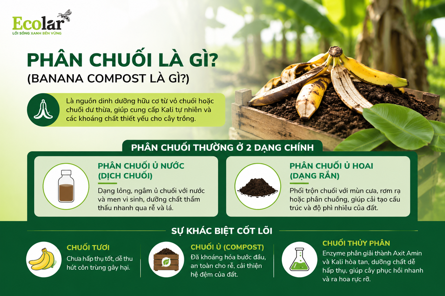 Phân chuối là gì? (Banana Compost là gì?)