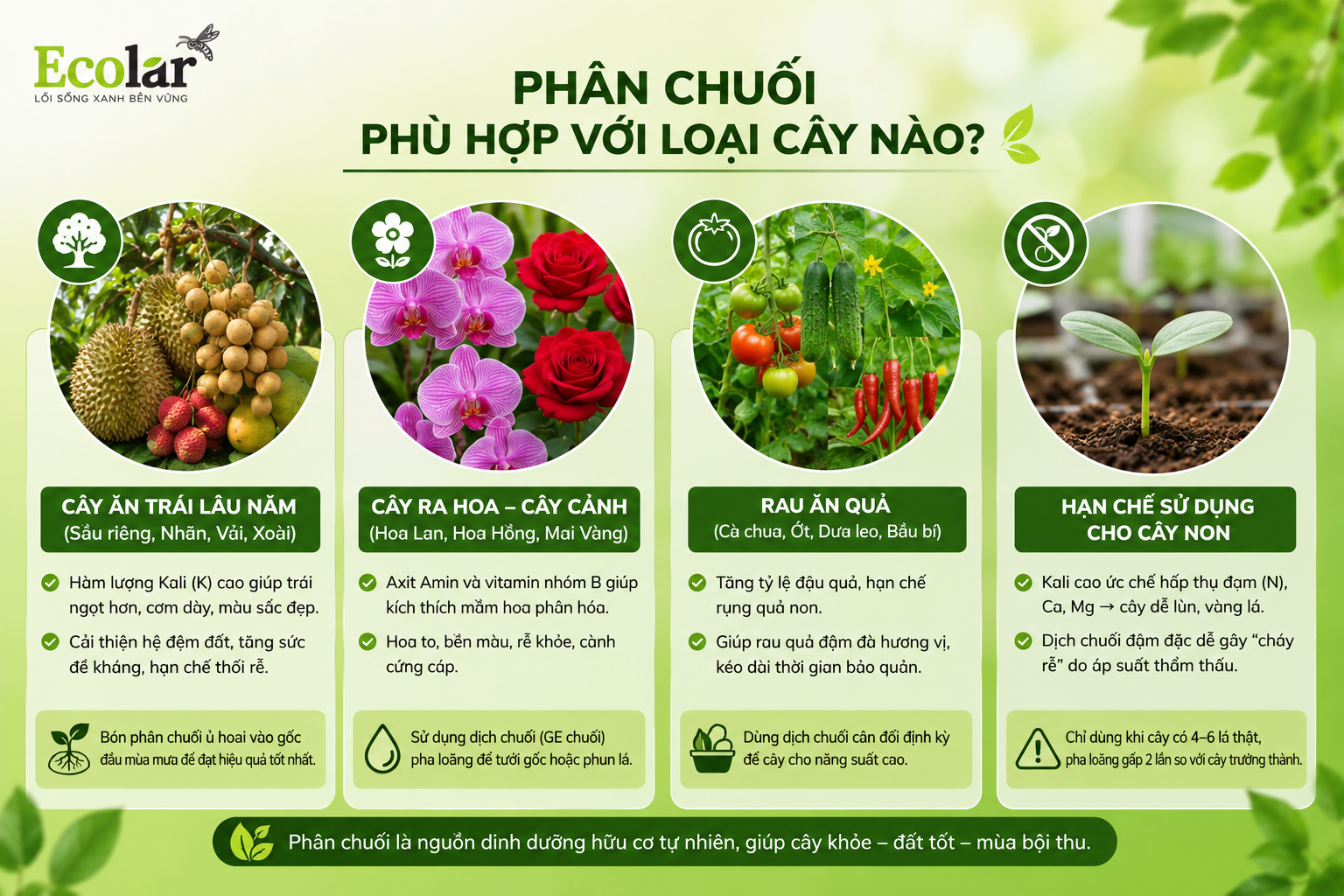 Phân chuối phù hợp với loại cây nào?