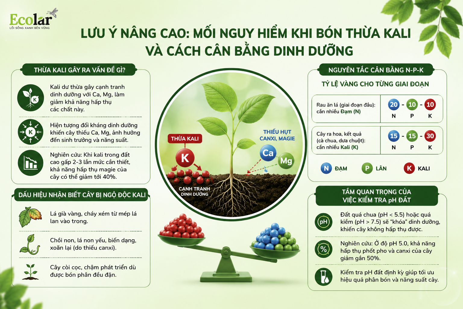 Lưu Ý Nâng Cao: Mối Nguy Hiểm Khi Bón Thừa Kali và Cách Cân Bằng Dinh Dưỡng