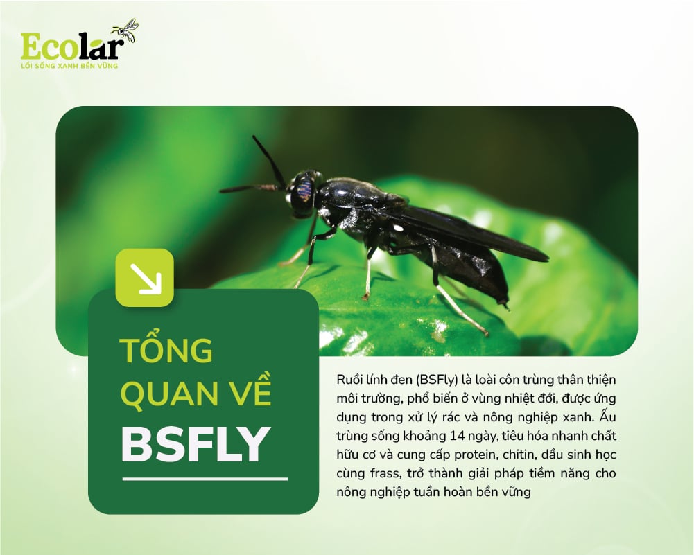 Tổng quan về ruồi lính đen