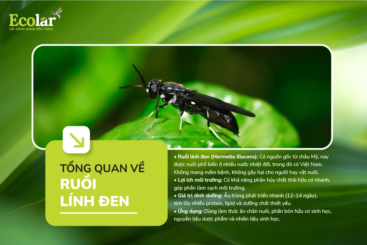 Tổng quan về Ruồi Lính Đen