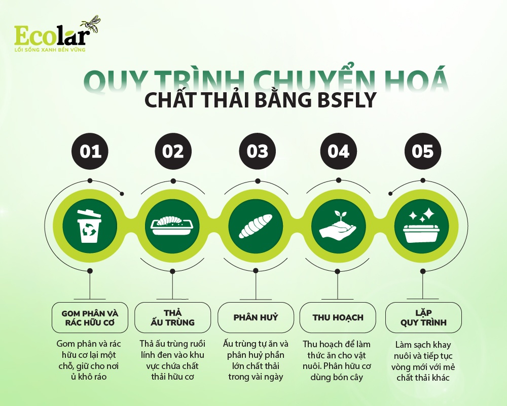 quy-trinh-chuyen-hoa-chat-thai-bang-bsfly