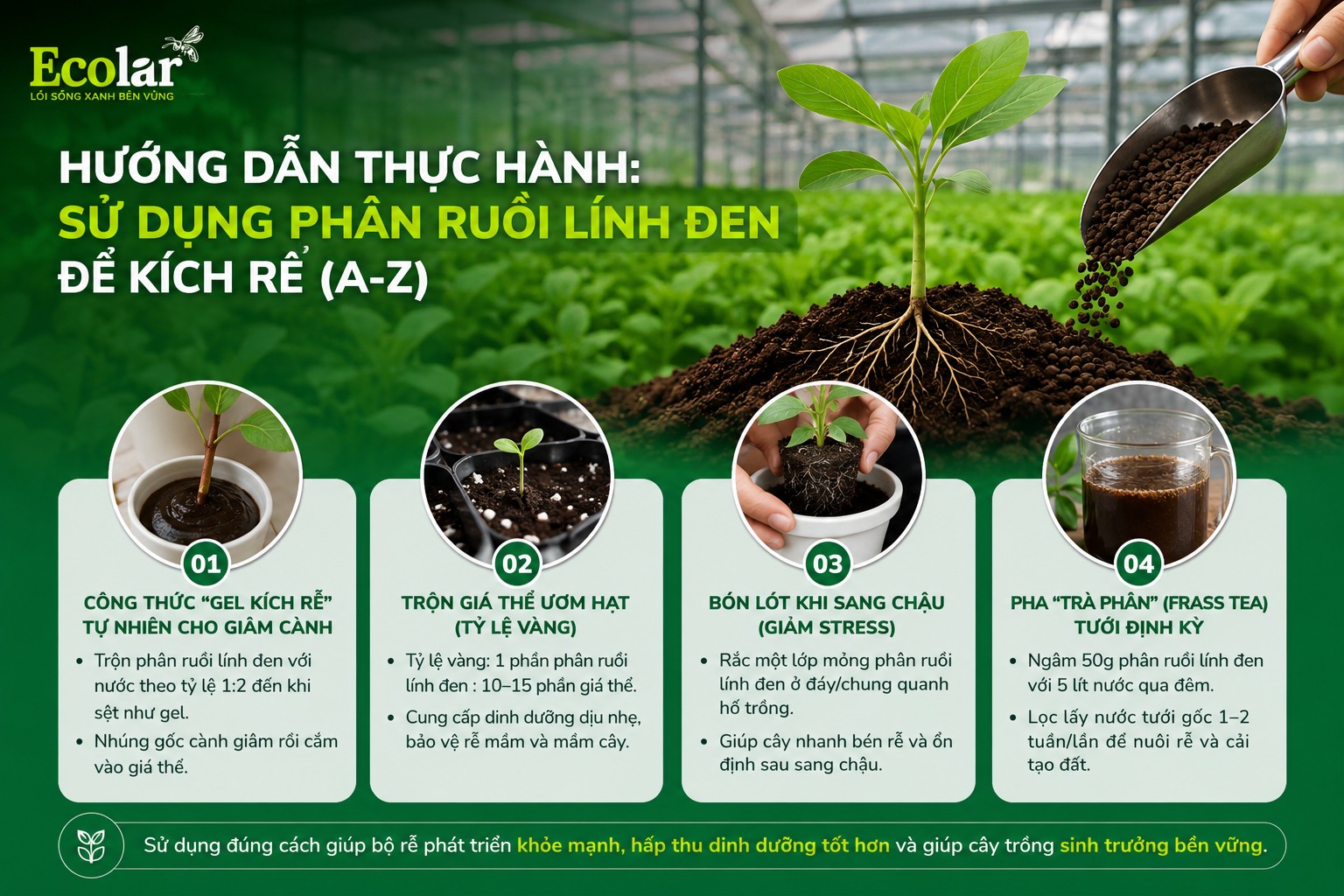 Hướng Dẫn Thực Hành: Sử Dụng Phân Ruồi Lính Đen Để Kích Rễ (A-Z)