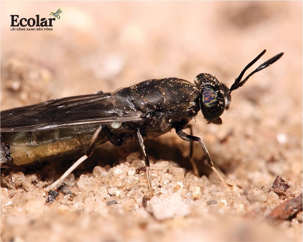 bsfly-loai-con-trung-chuyen-hoa-phan-chuong-thanh-tai-nguyen-trong-chan-nuoi