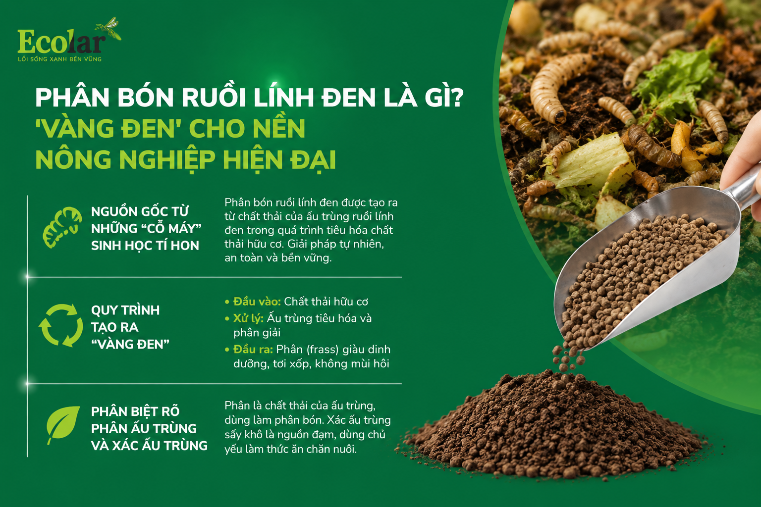 Phân Bón Ruồi Lính Đen Là Gì? 'Vàng Đen' Cho Nền Nông Nghiệp Hiện Đại