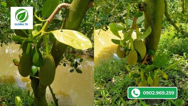 3 nguyên nhân chính khiến mít bị méo trái