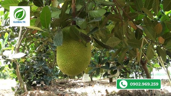 bi-quyet-thuc-lon-trai-mit-nhanh-nang-ky-dat-loai-1