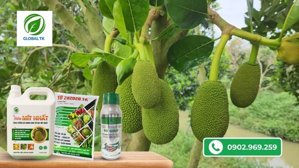 3 nguyên nhân chính khiến mít bị méo trái