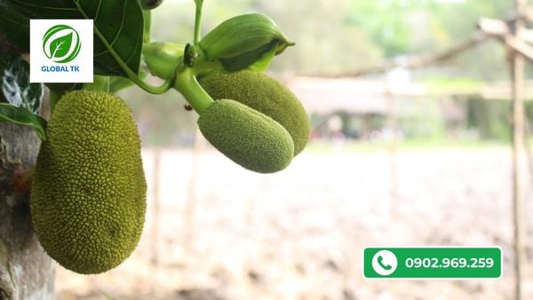 bi-quyet-thuc-lon-trai-mit-nhanh-nang-ky-dat-loai-1